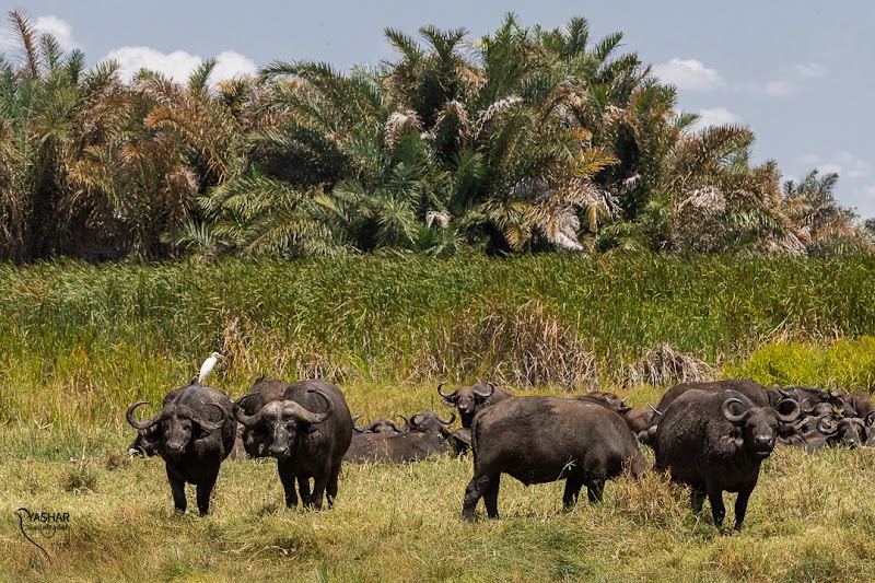 Wildlife Wilderness at Meru National Park - Meru National Park