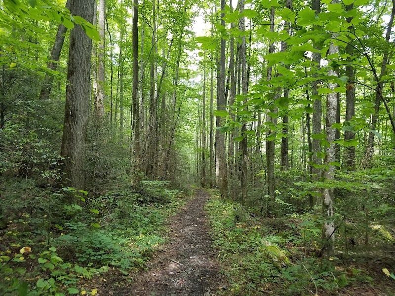 Refreshing Nature at South Fork Citico Creek Trailhead surrounding landscape