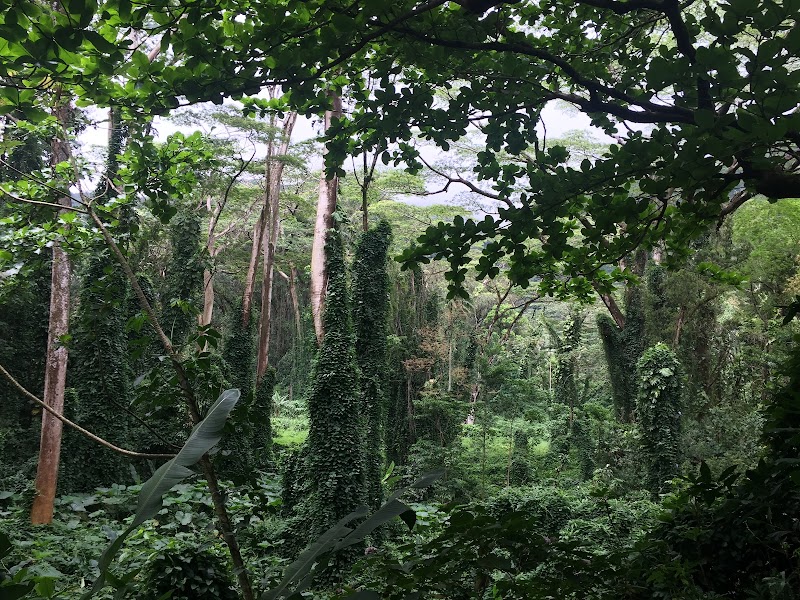 Waterfall Wonder: Manoa Falls in Honolulu - Manoa Falls
