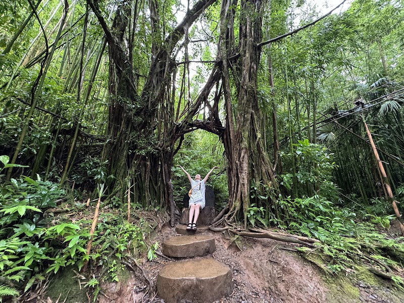 Waterfall Wonder: Manoa Falls in Honolulu - Manoa Falls