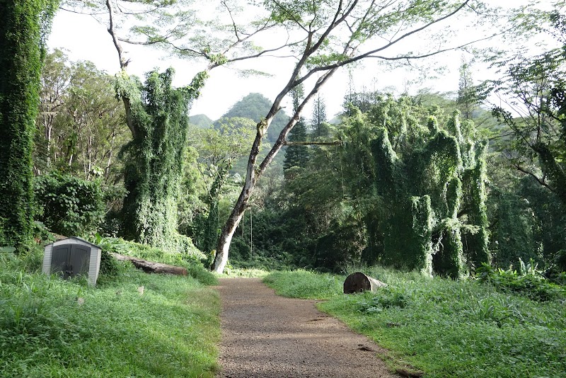 Waterfall Wonder: Luaalaea Waterfall Trail in Honolulu - Luaalaea waterfall trail