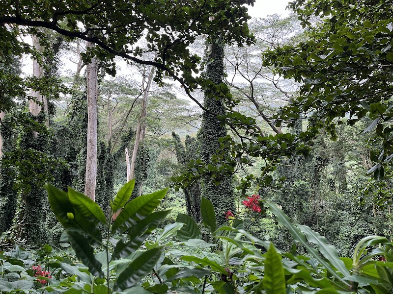 Waterfall Wonder: Luaalaea Waterfall Trail in Honolulu - Luaalaea waterfall trail