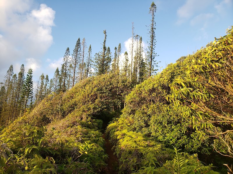 Lāʻie Falls Trail - Waterfall Adventure in Laie, Hawaii - Lāʻie Falls Trail
