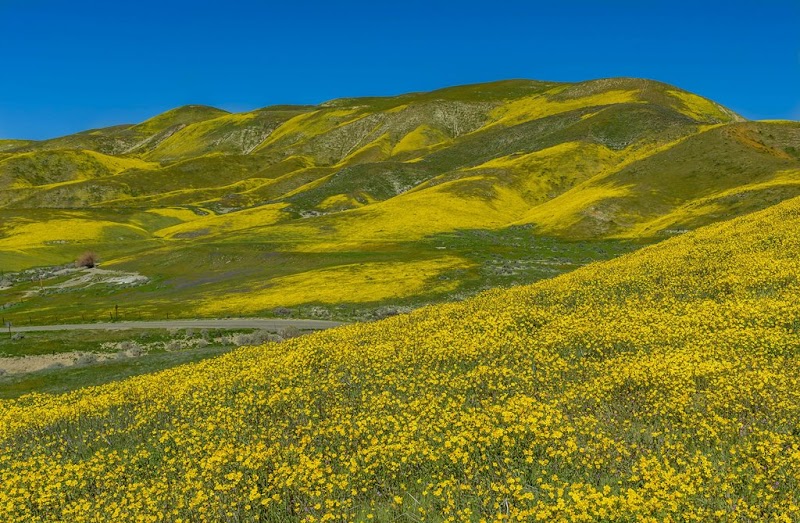 Wildflower Displays & Rolling Hills of Carrizo Plain National Monument - Carrizo Plain National Monument