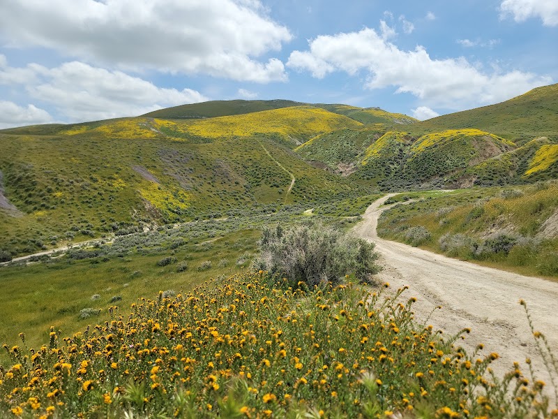 Wildflower Displays & Rolling Hills of Carrizo Plain National Monument - Carrizo Plain National Monument