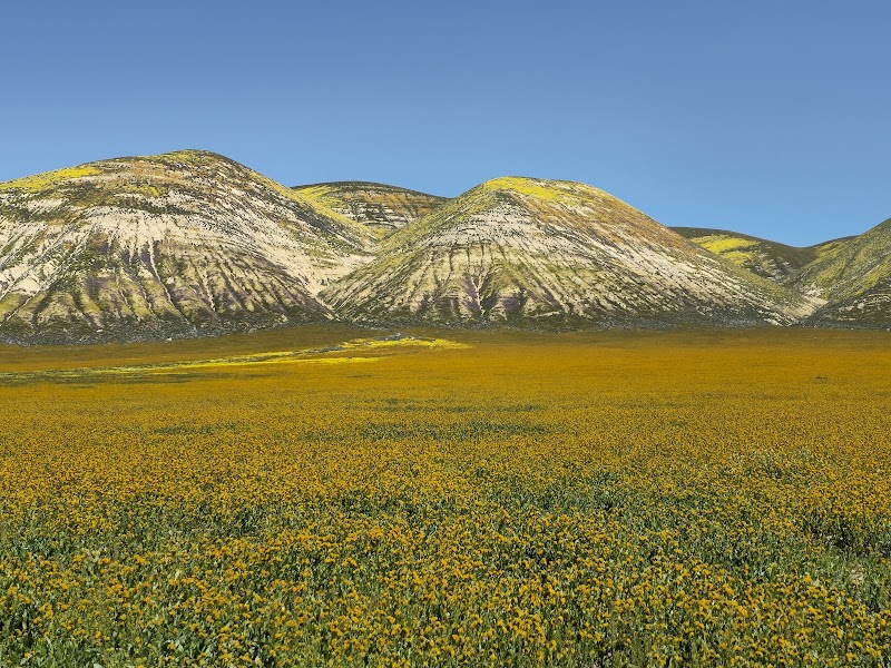 Wildflower Displays & Rolling Hills of Carrizo Plain National Monument - Carrizo Plain National Monument