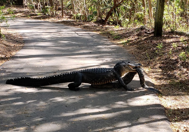 Natural Wonders of Sea Pines Forest Preserve on Hilton Head Island surrounding landscape
