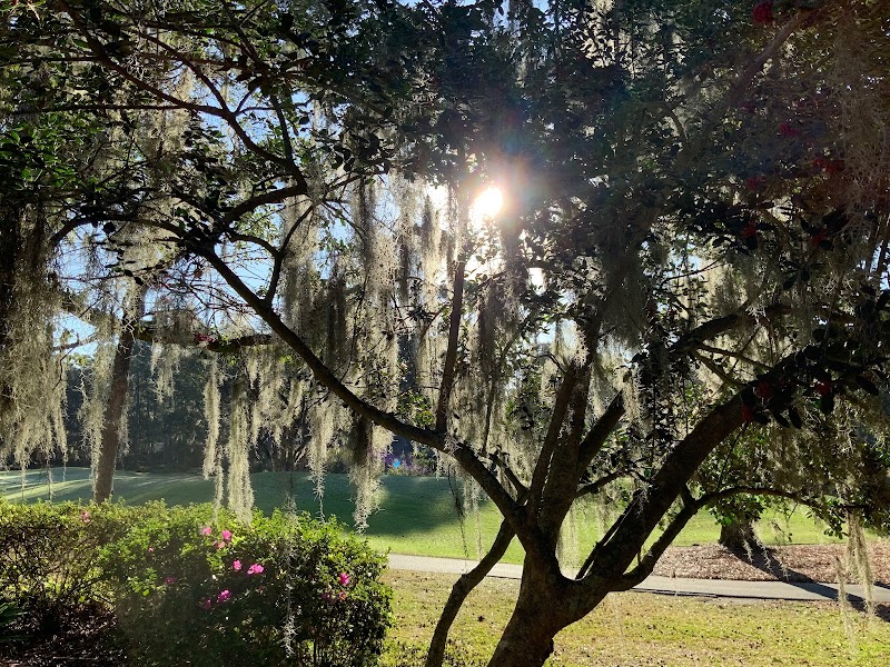 Natural Wonders of Sea Pines Forest Preserve on Hilton Head Island - Sea Pines Forest Preserve