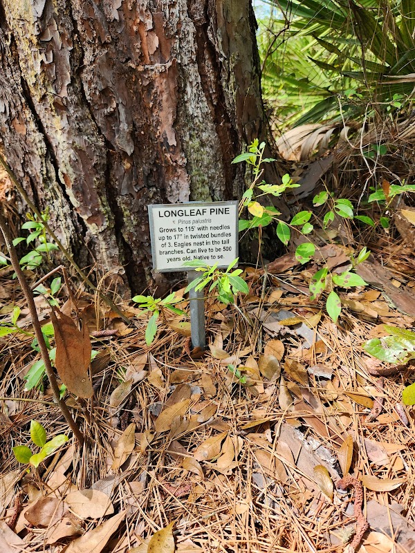 Nature & Wildlife Haven at Audubon Newhall Preserve, Hilton Head Island outdoor detail