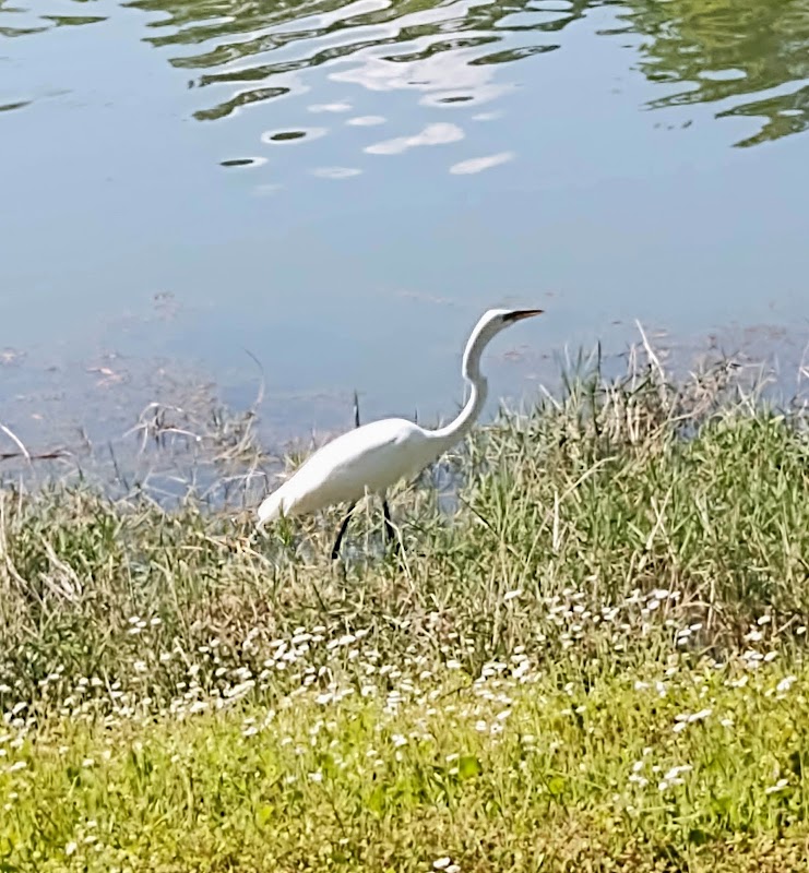 Serene Reflections at Fish Island Sea Pines Forest Preserve outdoor detail