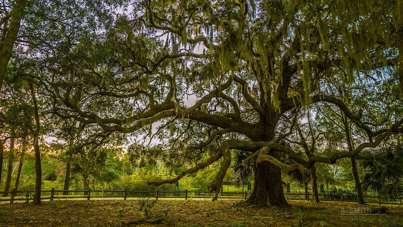 Serene Natural Beauty at Jarvis Creek Park, Hilton Head Island - Jarvis Creek Park