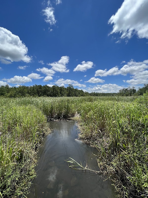 Nature’s Wetland Pathway: New River Linear Trail in Bluffton, SC - New River Linear Trail