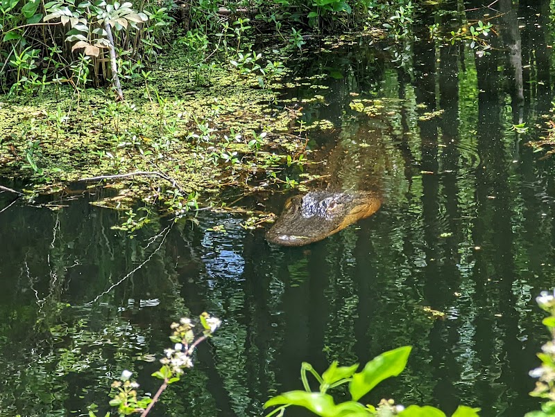 Nature’s Wetland Pathway: New River Linear Trail in Bluffton, SC - New River Linear Trail