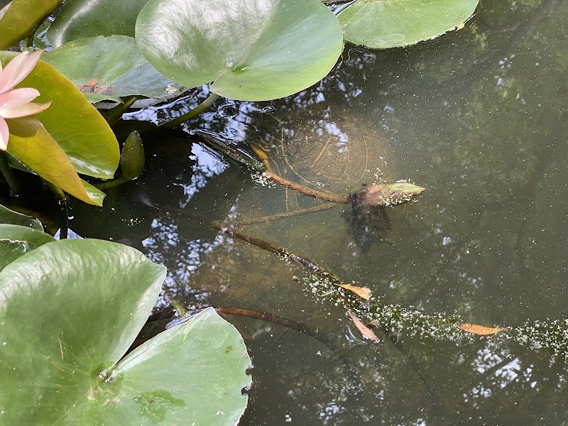 Nature and Tranquility at Compass Rose Park, Hilton Head Island - Compass Rose Park