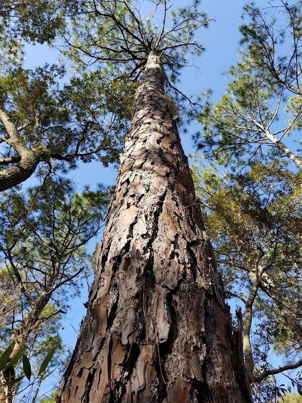 Nature Walks & Wildlife at Victoria Bluff Heritage Preserve surrounding landscape