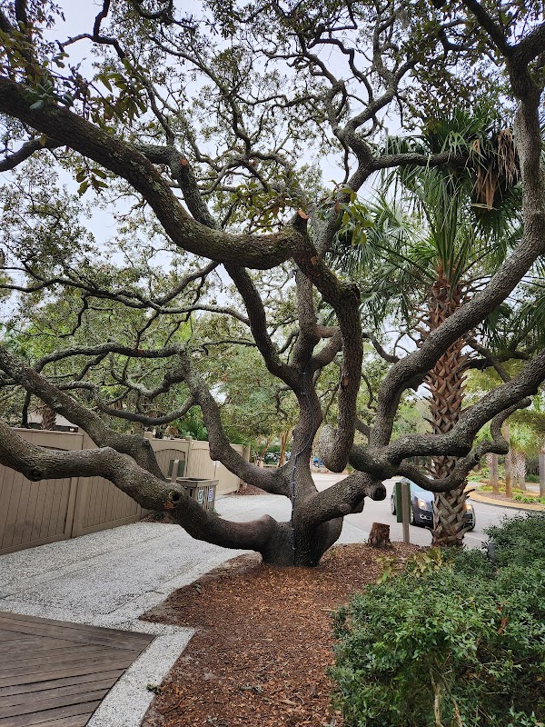 Coastal Charm at Coligny Beach Park, Hilton Head Island surrounding landscape