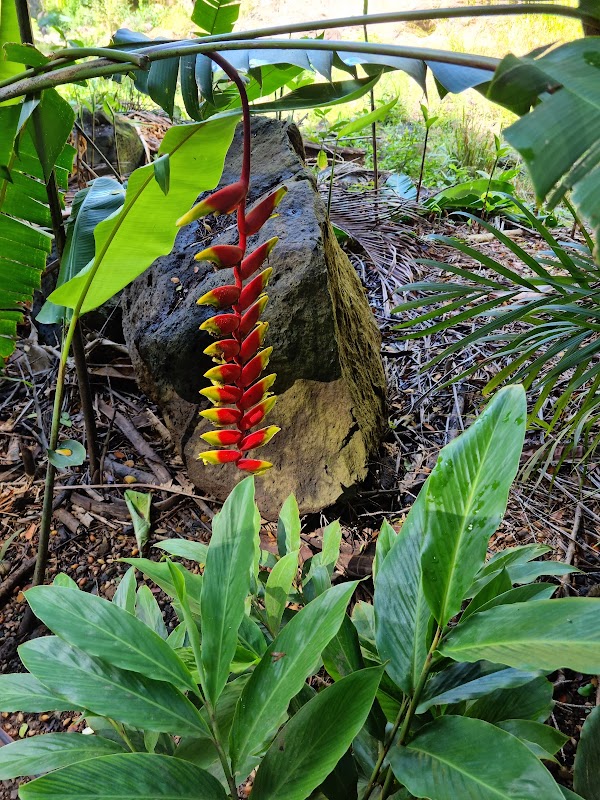 Waterfall Wonders at Waimea Valley, Oahu - Waimea Valley