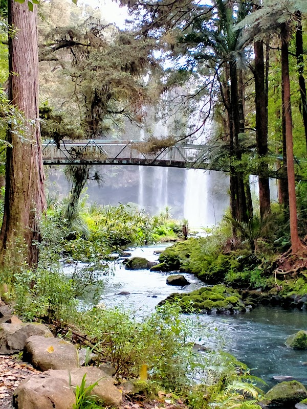 Waterfall Wonder: Whangarei Falls in Northland, New Zealand - Whangarei Falls