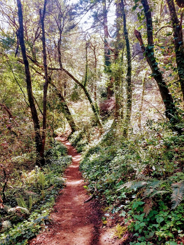 Enchanting Forest Path at Enchanted Trail Trailhead, Santa Cruz - Enchanted Trail Trailhead