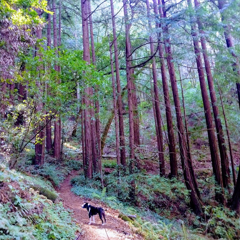 Enchanting Forest Path at Enchanted Trail Trailhead, Santa Cruz - Enchanted Trail Trailhead
