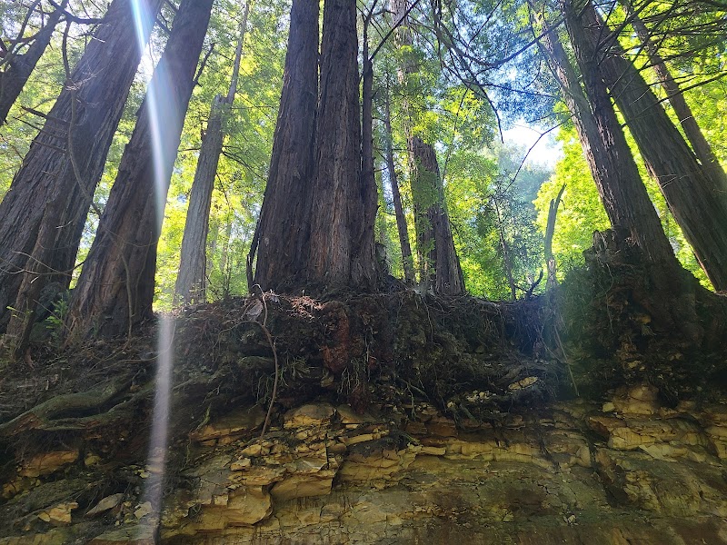 Enchanting Forest Path at Enchanted Trail Trailhead, Santa Cruz - Enchanted Trail Trailhead