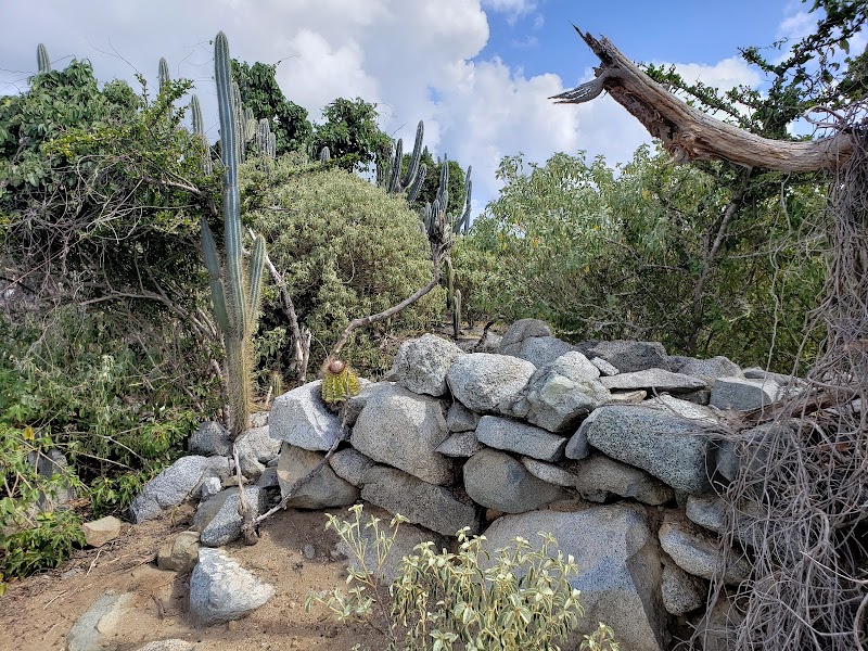 Rocky Coast and Cacti of Little Fort National Park, Virgin Gorda - Little Fort National Park
