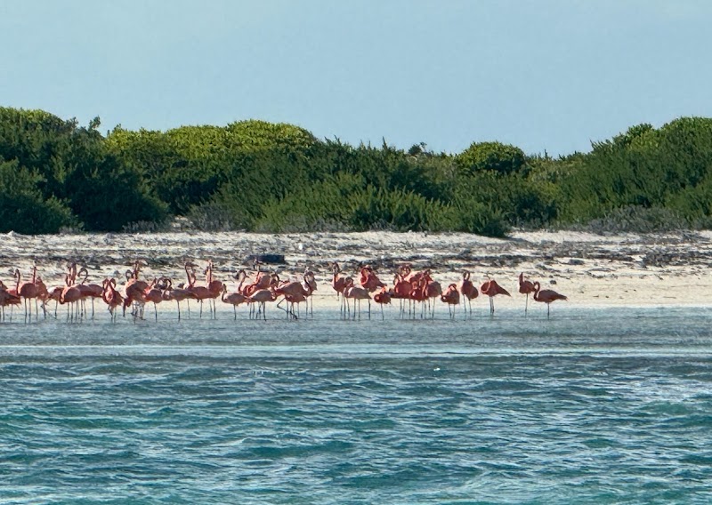 Flamingo Pond Lookout – British Virgin Islands Natural Oasis - Flamingo Pond Lookout