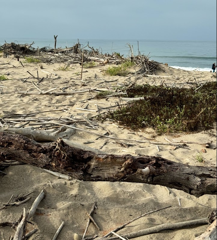 Coastal Serenity at McGrath State Beach, California outdoor detail