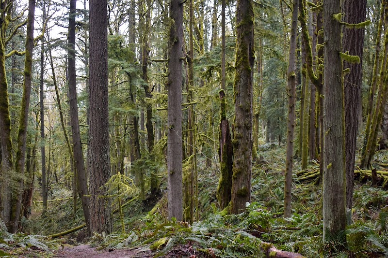 Nature Escape at Forest Park, Portland - Forest Park