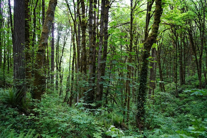 Nature Escape at Forest Park, Portland - Forest Park