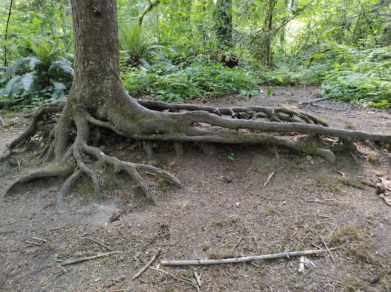 Urban Forest Escape at Tryon Creek State Natural Area - Tryon Creek State Natural Area