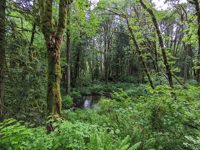 Urban Forest Escape at Tryon Creek State Natural Area - Tryon Creek State Natural Area