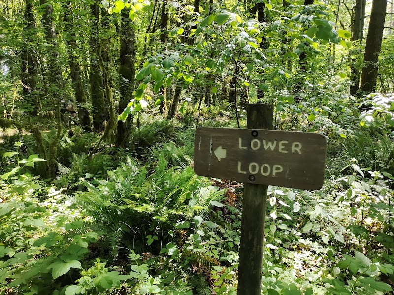 Urban Forest Escape at Tryon Creek State Natural Area surrounding landscape