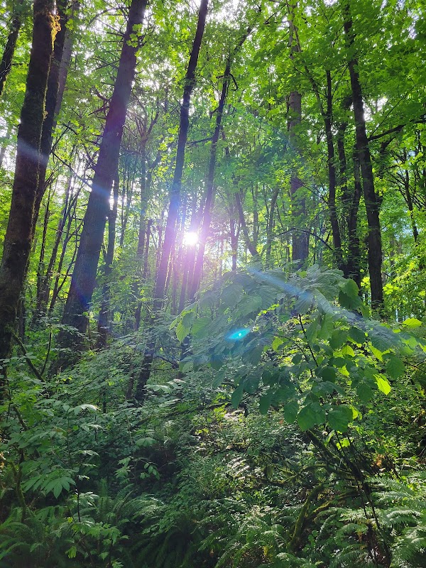 Forested Trails in Marquam Nature Park, Portland surrounding landscape