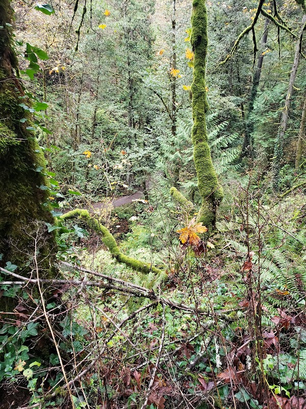 Nature's Pathway: Wildwood Trail, Portland, OR surrounding landscape