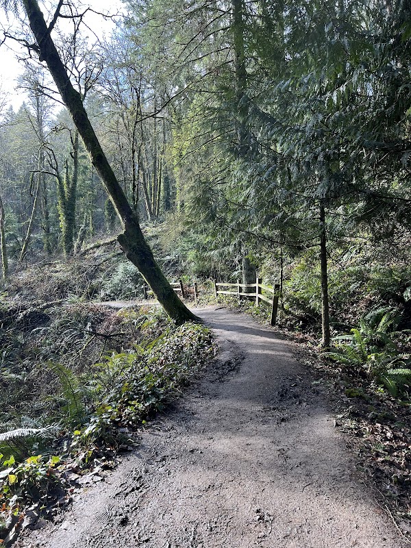 Trail Hiking in Portland’s Lush NW 53rd Dr Trailhead surrounding landscape