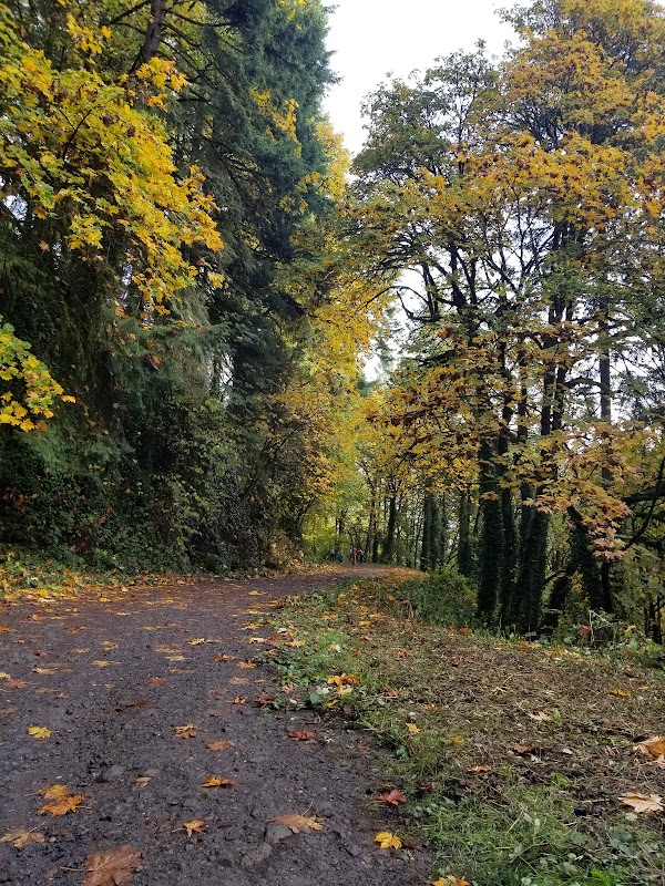 Trail Hiking in Portland’s Lush NW 53rd Dr Trailhead - NW 53rd Dr trailhead