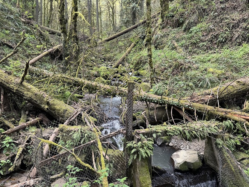 Forest Hiking Adventure on Leif Erikson Trail, Portland outdoor detail