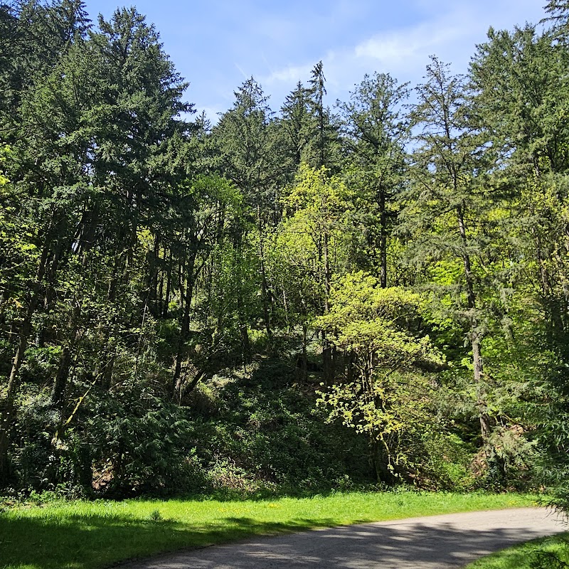 Forest Hiking Adventure on Leif Erikson Trail, Portland surrounding landscape