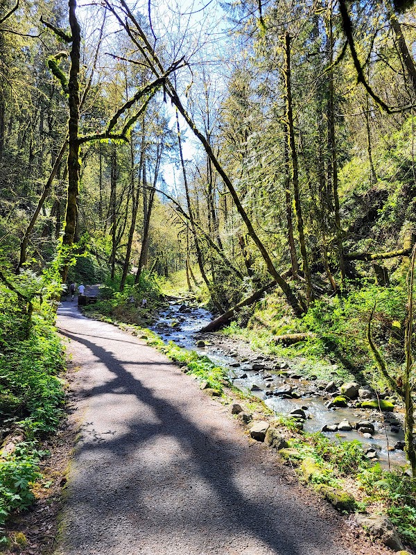 Urban Forest Escape at Macleay Park, Portland surrounding landscape