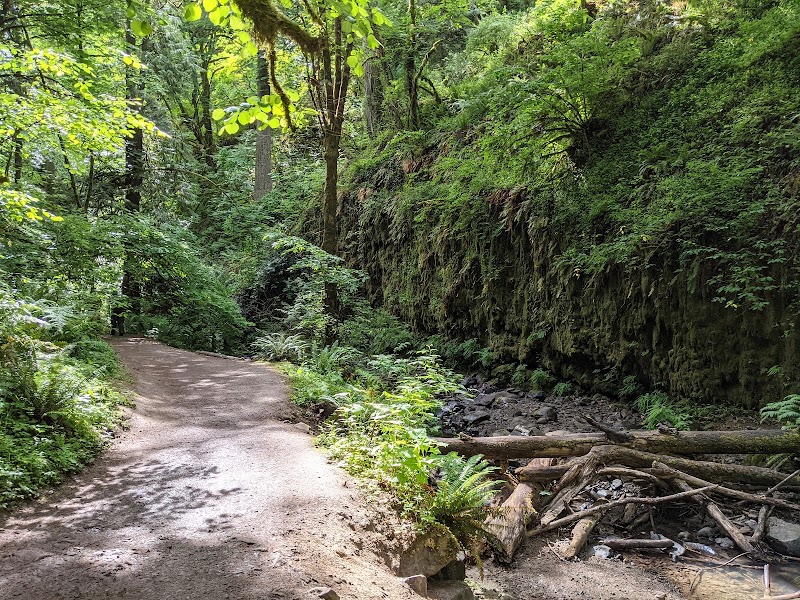 Urban Forest Escape at Macleay Park, Portland - Macleay Park