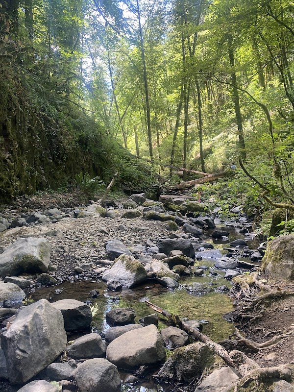 Urban Forest Escape at Macleay Park, Portland - Macleay Park