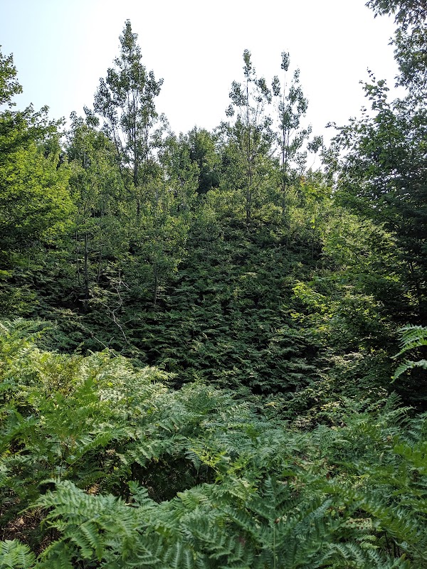 Dune Landscapes & Natural Beauty at Houdek Dunes Natural Area - Houdek Dunes Natural Area: The Leelanau Conservancy