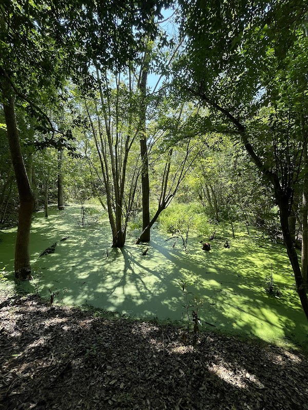Scenic Coastal Wetlands at Emerald Isle Woods Park surrounding landscape