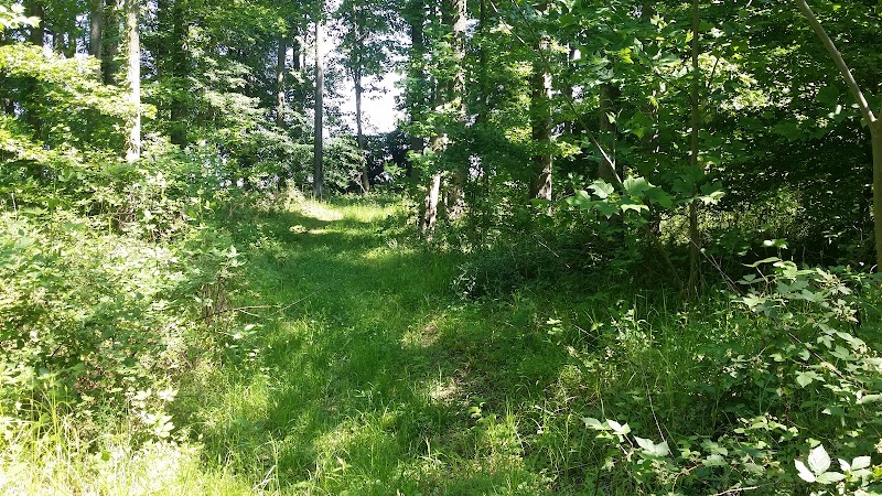 Wetland Wandering at SERC Sparrow's Rest Trail, Edgewater - SERC Sparrow's Rest Trail