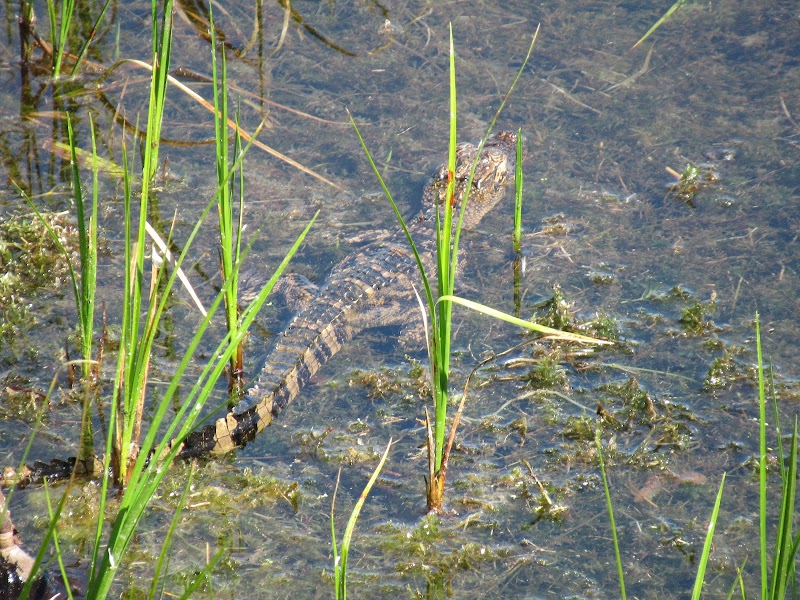 Wetland Wonders at Marshall Hampton Reserve surrounding landscape