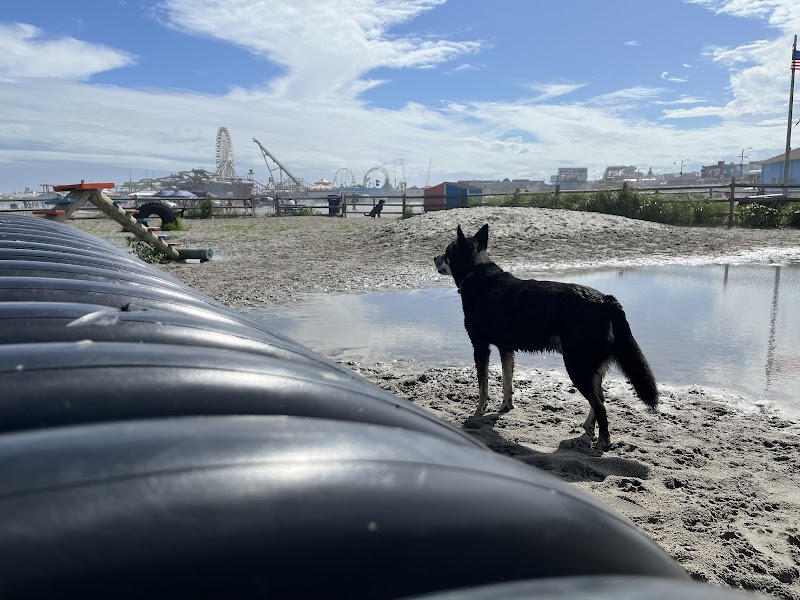 Dog-Friendly Beach Escape at Wildwood Dog Park & Beach outdoor detail