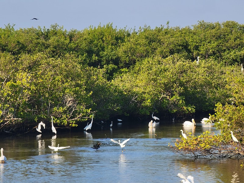 Wildlife Haven at Pelican Island National Wildlife Refuge surrounding landscape