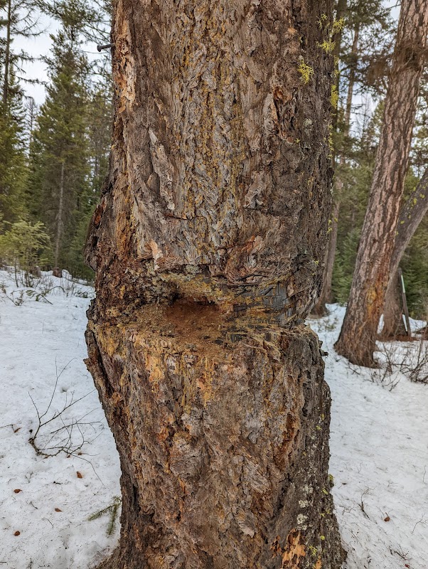 Hiking Adventure at Beaver Lakes Trailhead in Whitefish, Montana outdoor detail