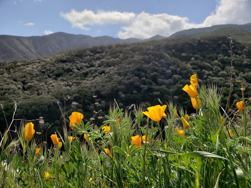 Scenic Wilderness Hiking in Agua Tibia Wilderness outdoor detail
